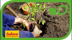 Lubera, Gartenvideo, Anja und Andreas, Vorstellung, Tomaten pflanzen,