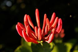 Geissblatt pflanzen online bei Lubera kaufen