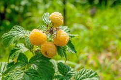 Gelbe Himbeeren im Garten pflanzen Lubera