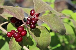 Rote Beeren der Gewöhnlichen Heckenkirsche pflanzen