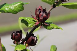 Gewrzstrauch kaufen, Nelkenpfeffer (Calycanthus floridus)