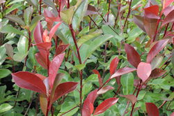 Glanzmispel-Hecke Lubera Photinia faseri Red Robin