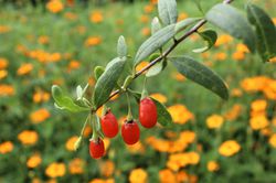 Superfood Beeren Goji Turgidus Lubera