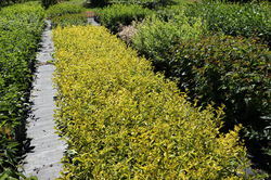 Ligusterhecke kaufen Lubera Goldlinguster Aureum