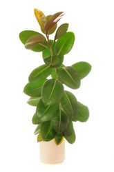 Gummibaum, Ficus Elastica