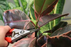 Gummibaum schneiden Ficus elastica 15-30 cm ber dem Substrat schneiden Schnittstelle aus 3-4 Augen
