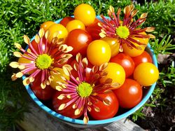 Tomaten Ranka Tessin Lubera