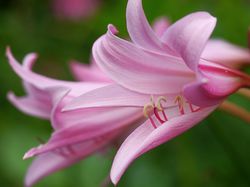 Gartenamaryllis pflanzen Lubera