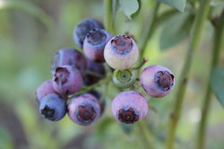 Blueberry plants