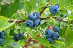 Blaubeeren, heidelbeeren pflanzen