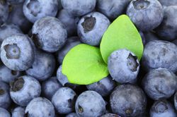 Heidelbeeren Dossier Gartenbuch Lubera