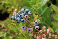 Heidelbeeren düngen Heidelbeere Rubel Lubera