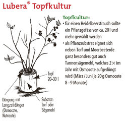 Heidelbeere Topf, Topfkultur, Pflanzgefäss