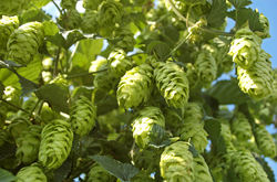 Hopfen kaufen Lubera