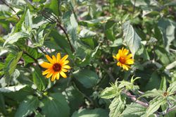 Sonnenauge Heliopsis