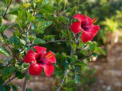 Hibiskus Pflege Lubera