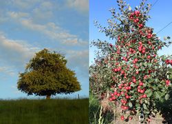 Apfelbaum trägt keine Früchte - was tun, wenn ein Obstbaum keine Früchte trägt? Gründe und Lösungen