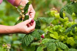 Himbeeren pflücken Lubera