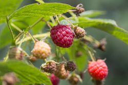 Himbeeren umpflanzen Lubera