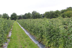 Himbeeren Züchtung