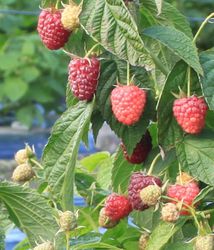 Himbeeren vermehren