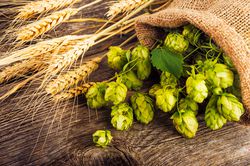 Barley and hop cones on  rustic wooden background. Beer brewing ingredients hopfen pflanzen