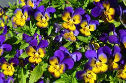 Hornveilchen, Viola cornuta