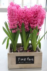 Hyazinthen kaufen Pink Pearl (Hyacinthus Pink Pearl) Lubera Shop