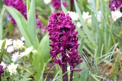 Hyazinthen kaufen Woodstock (Hyacinthus Woodstock Lubera Shop