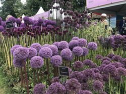 Zierlauch kaufen Allium Lubera