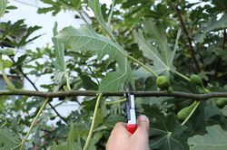 Sommerschnitt bei Feigen Lubera