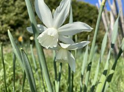 Engelstränen Narzissen kaufen Narcissus Lubera Shpo