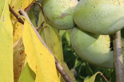 Indianerbanane oder Pawpaw anbauen und pflegen