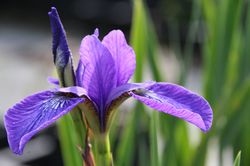 Uferpflanzen - Iris sibirica
