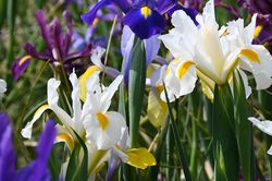 Holländische Schwertlilien Iris hollandica Lubera Shop