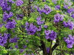Jacarandabaum: Pflanzen und Pflegen