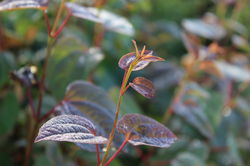 Lebkuchenbaum kaufen Cercidiphyllum japonicum Lubera