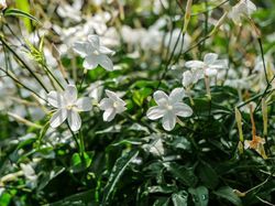 Jasminum officinale Jasmin Lubera