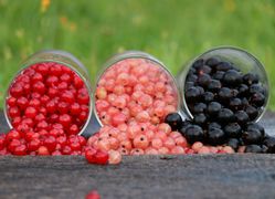 Johannisbeeren vermehren