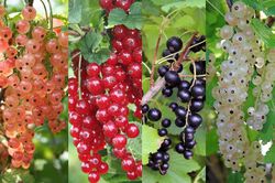 Ribes, Johannisbeeren, Lubera