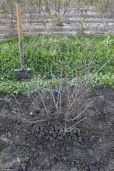 Johannisbeeren umpflanzen - so gelingt es