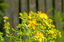 Das Johannis-Kraut Johanniskraut Lubera