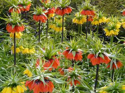 Kaiserkronen pflanzen - So gelingt es, die Kaierkrone Pflanze im Garten anzubauen