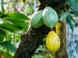 Theobroma cacao Kakaobaum pflanzen Lubera