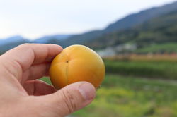 Kaki Fruithunters Early Fuyu Frucht in Hand, japanische kaki