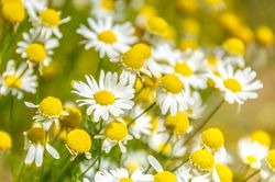 Echte Kamille Anbau im Garten Lubera