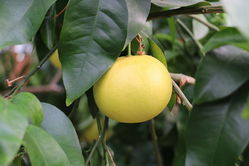Grapefruitbaum Pampelmusebaum Lubera