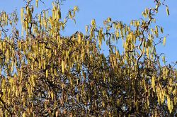 Bluhender Korkenzieherhasel (Corylus avellana contorta) im Marz