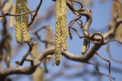 Korkenzieherhasel (Corylus avellana contorta) schneiden, Zierhasel kaufen