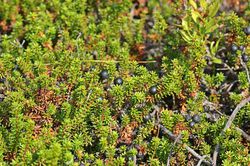 Schwarze Krhenbeere (Empetrum nigrum)